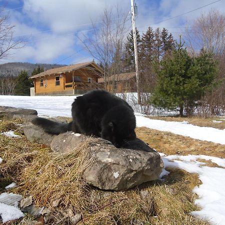Cajun Cedar Log Cottages Margaree Forks Extérieur photo