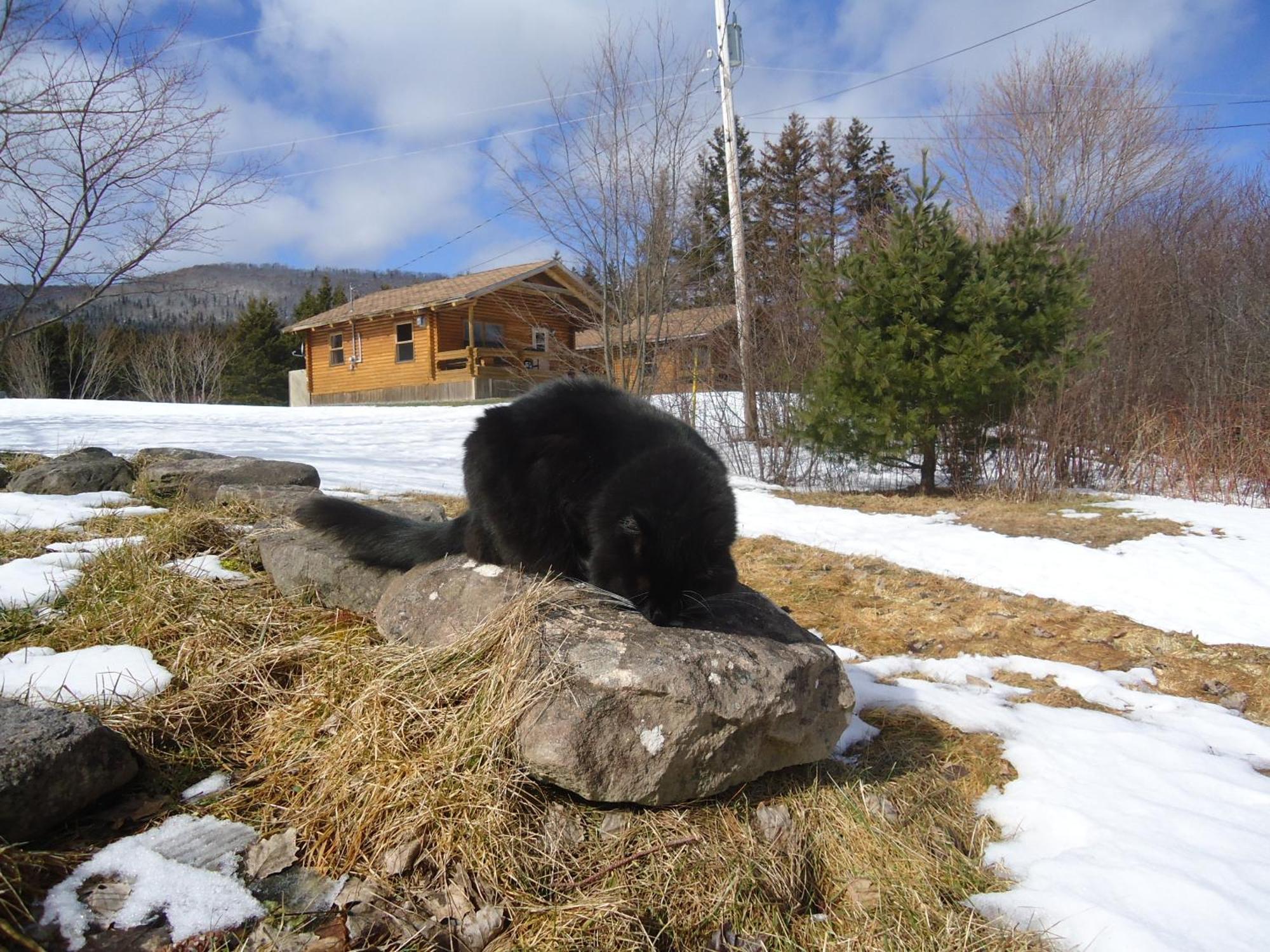 Cajun Cedar Log Cottages Margaree Forks Extérieur photo